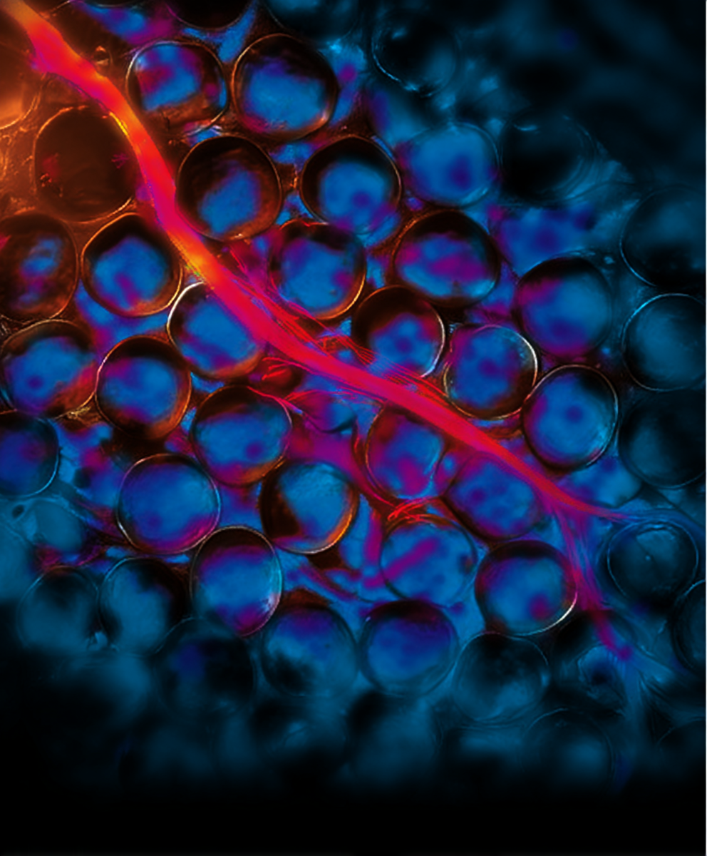 Tissue Optik 3D Vascularized Tissue Technology | VoxCell
